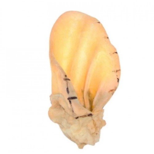 Натуральні сушені ласощі для собак Вухо яловиче, кальциноване