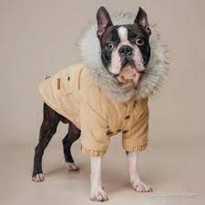 Зимняя куртка для собак IsPet на кнопках с каюшоном, бежевый