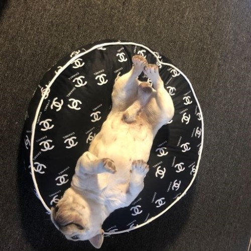 Брендовая лежанка-подушка для собак и котов круглая, сьемный шелковый чехол черного цвета Chanel