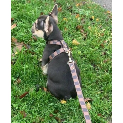 Брендовая шлея для собак LOUIS VUITTON с поводком, расцветка в квадраты,  коричневая