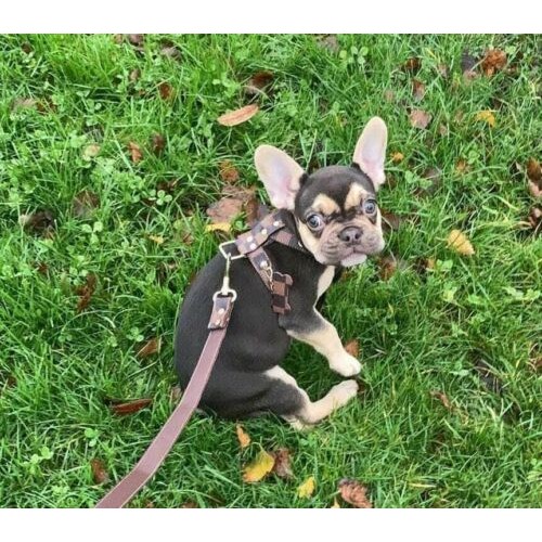 Брендовая шлея для собак LOUIS VUITTON с поводком, расцветка в квадраты,  коричневая